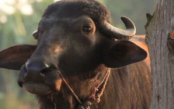 कैलालीमा राँगाले हान्दा एकजनाको मृत्यु 